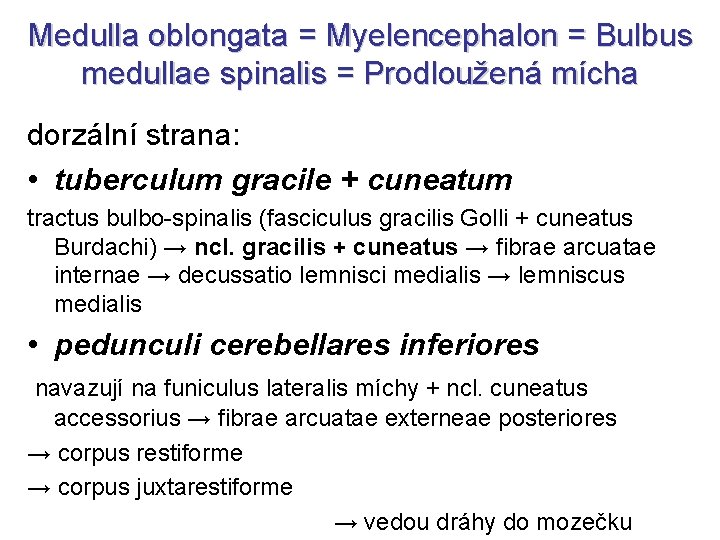 Medulla oblongata = Myelencephalon = Bulbus medullae spinalis = Prodloužená mícha dorzální strana: •