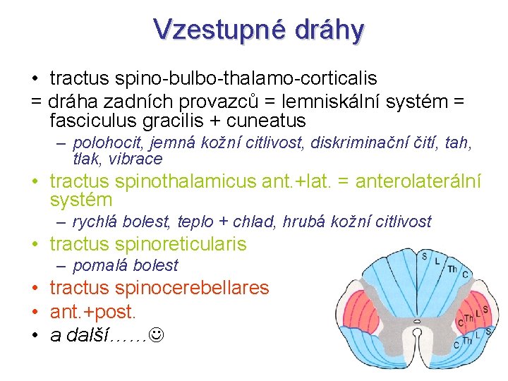 Vzestupné dráhy • tractus spino-bulbo-thalamo-corticalis = dráha zadních provazců = lemniskální systém = fasciculus