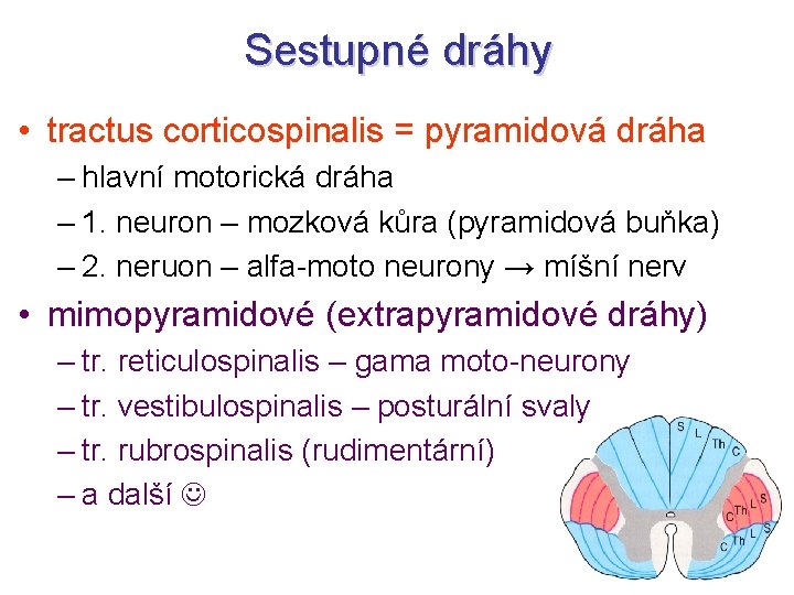 Sestupné dráhy • tractus corticospinalis = pyramidová dráha – hlavní motorická dráha – 1.