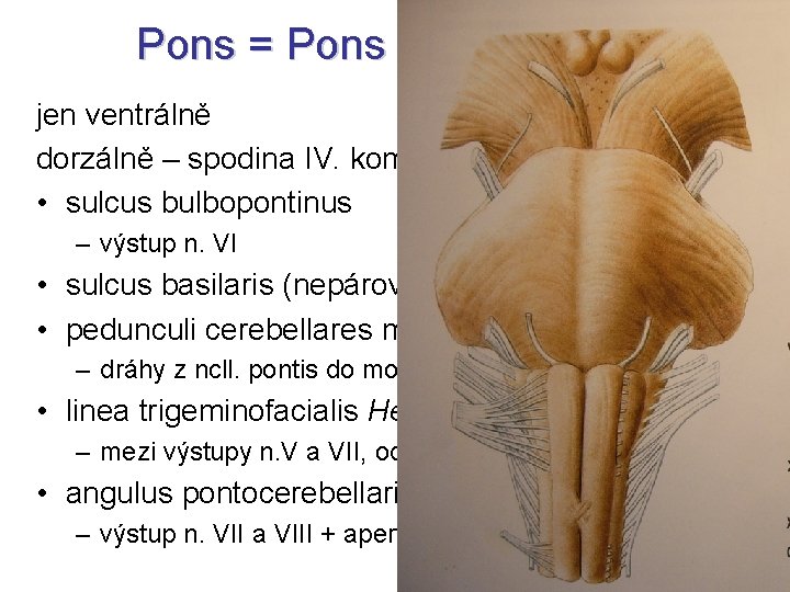 Pons = Pons Varoli = Most jen ventrálně dorzálně – spodina IV. komory přikrytá