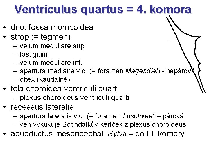  Ventriculus quartus = 4. komora • dno: fossa rhomboidea • strop (= tegmen)