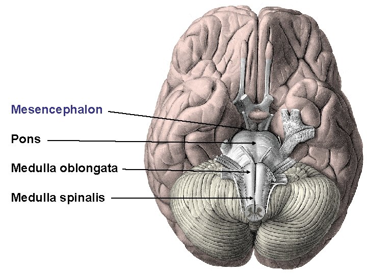 Mesencephalon Pons Medulla oblongata Medulla spinalis 