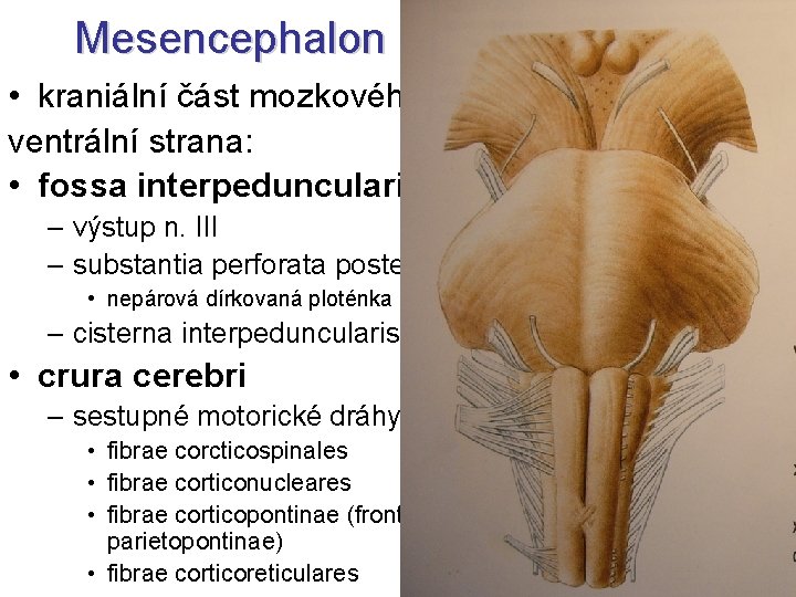 Mesencephalon = Střední mozek • kraniální část mozkového kmene (2 cm) ventrální strana: •