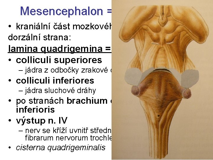 Mesencephalon = Střední mozek • kraniální část mozkového kmene (2 cm) dorzální strana: lamina