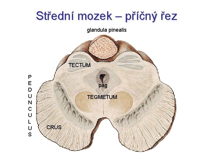 Střední mozek – příčný řez glandula pinealis TECTUM P E D U N C