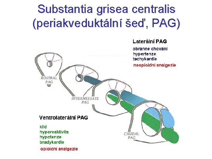 Substantia grisea centralis (periakveduktální šeď, PAG) 