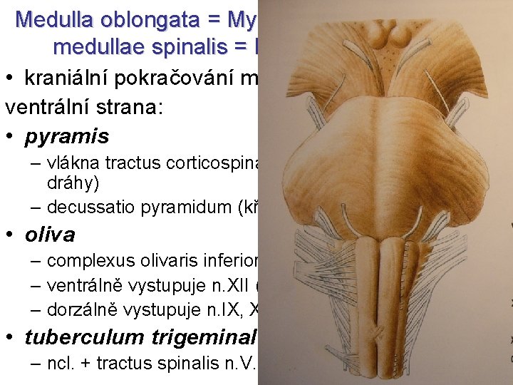 Medulla oblongata = Myelencephalon = Bulbus medullae spinalis = Prodloužená mícha • kraniální pokračování