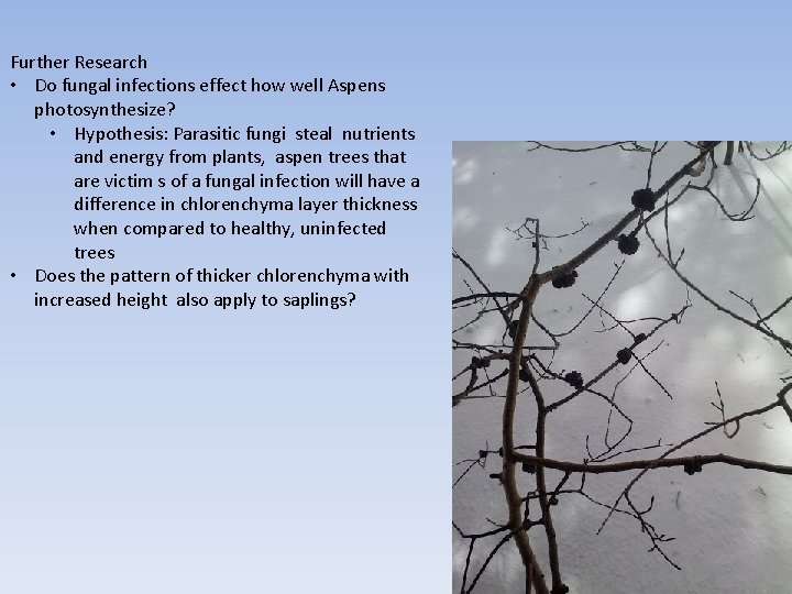 Further Research • Do fungal infections effect how well Aspens photosynthesize? • Hypothesis: Parasitic