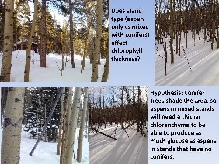 Does stand type (aspen only vs mixed with conifers) effect chlorophyll thickness? Hypothesis: Conifer