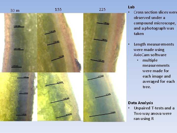 30 m 155 225 Lab • Cross section slices were observed under a compound