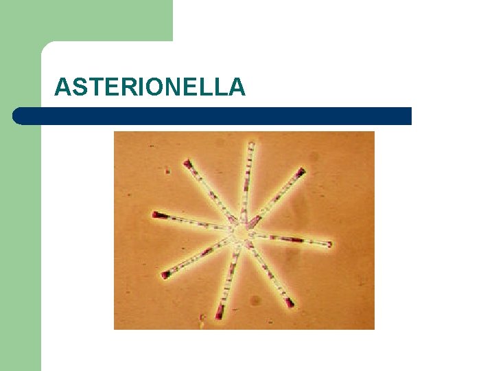 ASTERIONELLA 