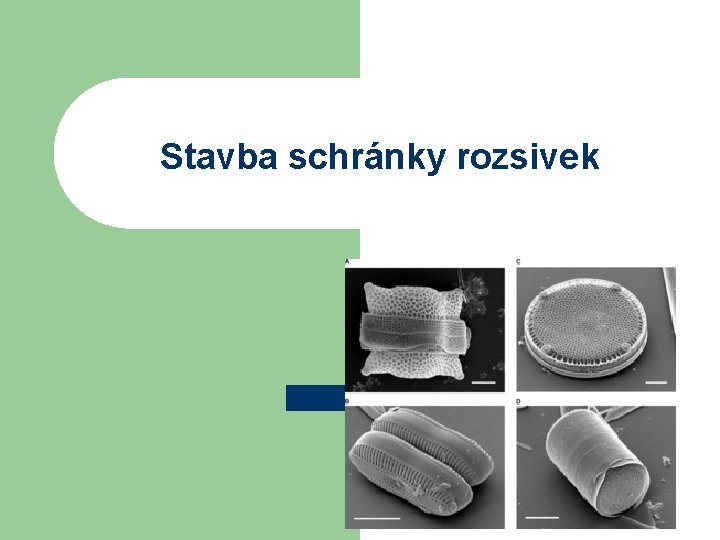 Stavba schránky rozsivek 