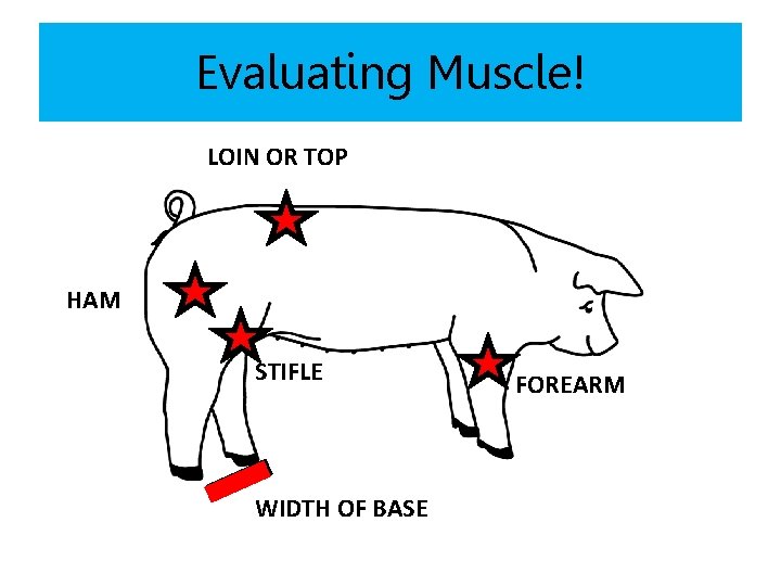 Evaluating Muscle! LOIN OR TOP HAM STIFLE WIDTH OF BASE FOREARM 