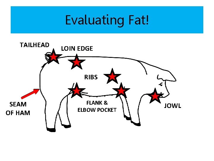Evaluating Fat! TAILHEAD LOIN EDGE RIBS SEAM OF HAM FLANK & ELBOW POCKET JOWL