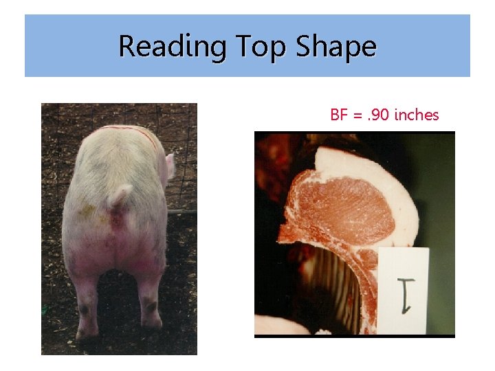 Reading Top Shape BF =. 90 inches 