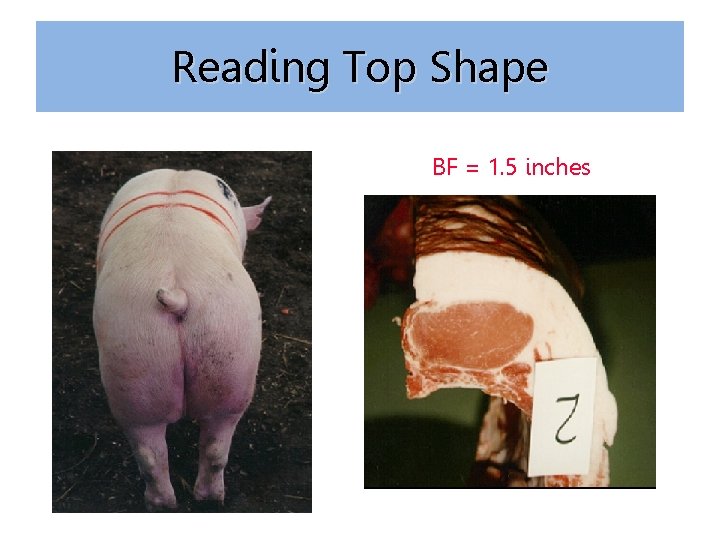 Reading Top Shape BF = 1. 5 inches 