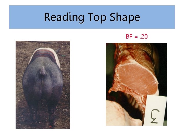 Reading Top Shape BF =. 20 