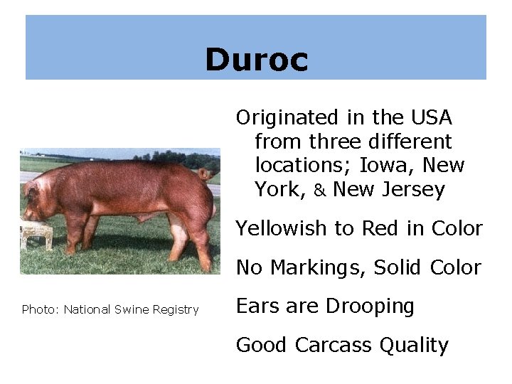 Duroc Originated in the USA from three different locations; Iowa, New York, & New