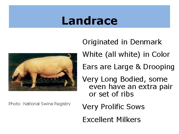 Landrace Originated in Denmark White (all white) in Color Ears are Large & Drooping