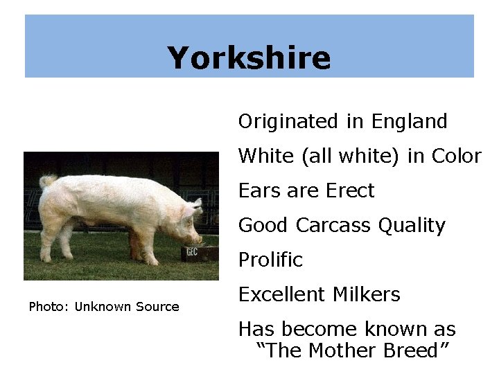 Yorkshire Originated in England White (all white) in Color Ears are Erect Good Carcass