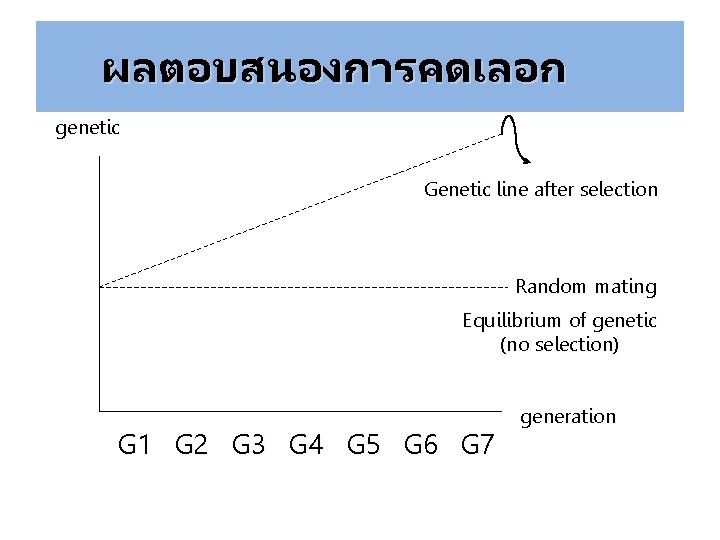 ผลตอบสนองการคดเลอก genetic Genetic line after selection Random mating Equilibrium of genetic (no selection) G