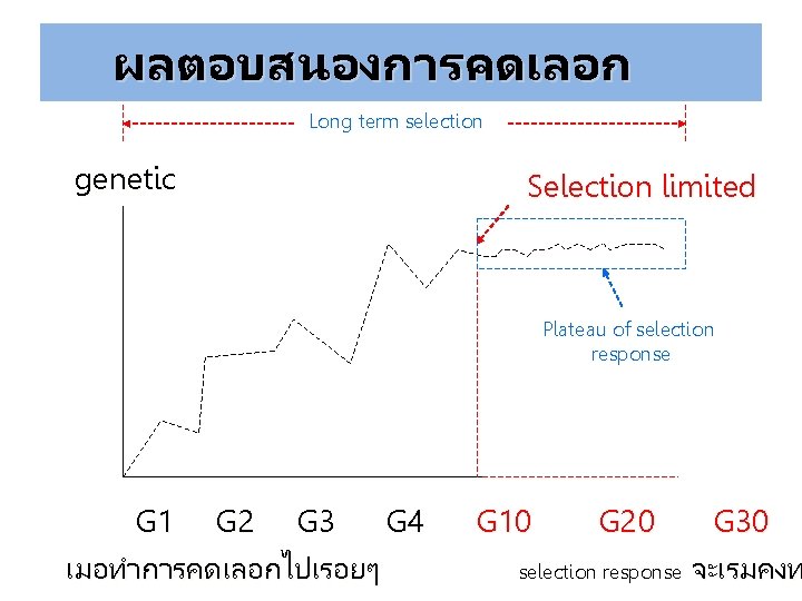 ผลตอบสนองการคดเลอก Long term selection genetic Selection limited Plateau of selection response G 1 G