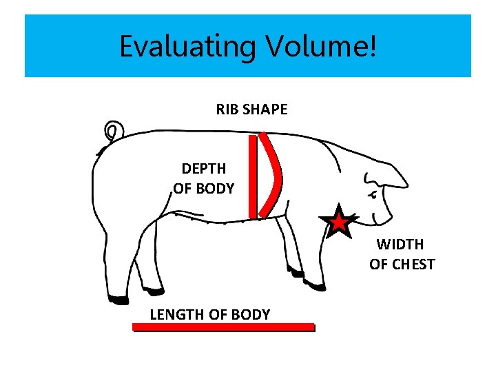 Evaluating Volume! RIB SHAPE DEPTH OF BODY WIDTH OF CHEST LENGTH OF BODY 