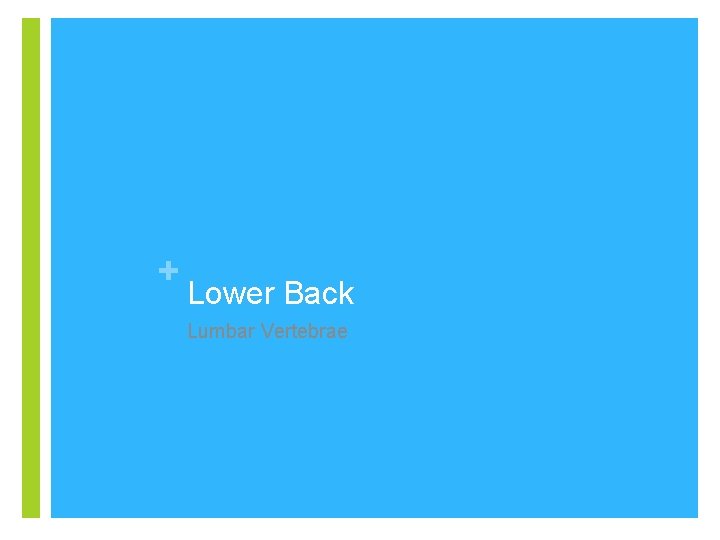 + Lower Back Lumbar Vertebrae 