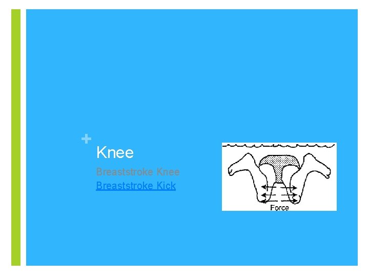 + Knee Breaststroke Kick 