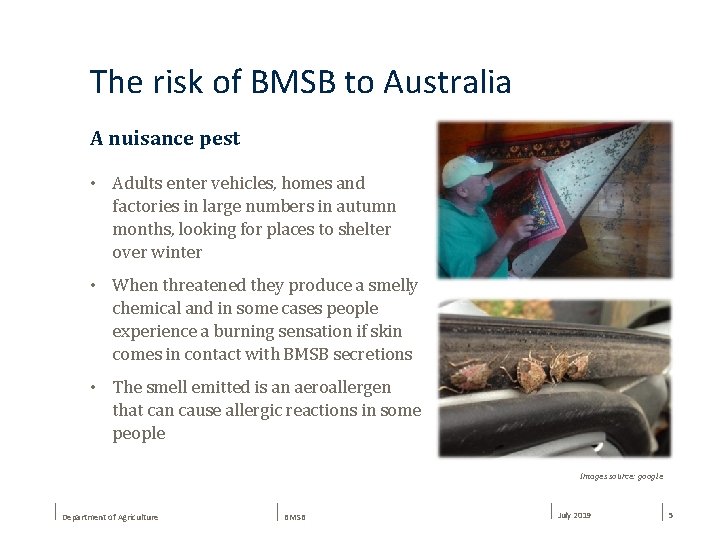 The risk of BMSB to Australia A nuisance pest • Adults enter vehicles, homes