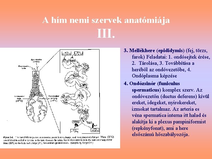 A hím nemi szervek anatómiája III. 3. Mellékhere (epididymis) (fej, törzs, farok) Feladatai: 1.
