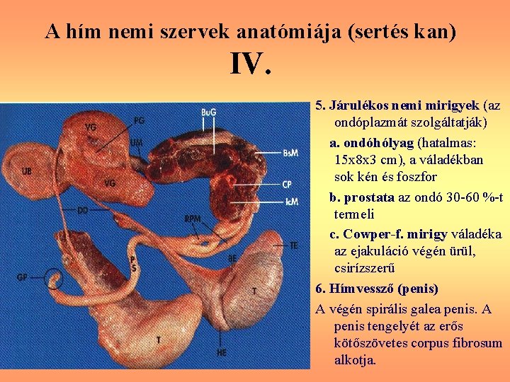 A hím nemi szervek anatómiája (sertés kan) IV. 5. Járulékos nemi mirigyek (az ondóplazmát