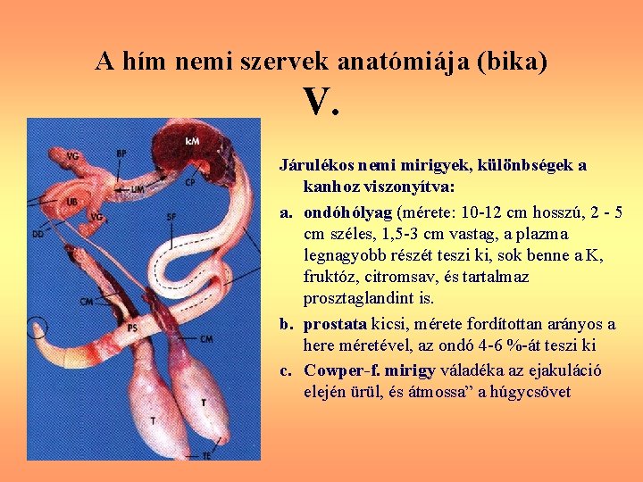 A hím nemi szervek anatómiája (bika) V. Járulékos nemi mirigyek, különbségek a kanhoz viszonyítva: