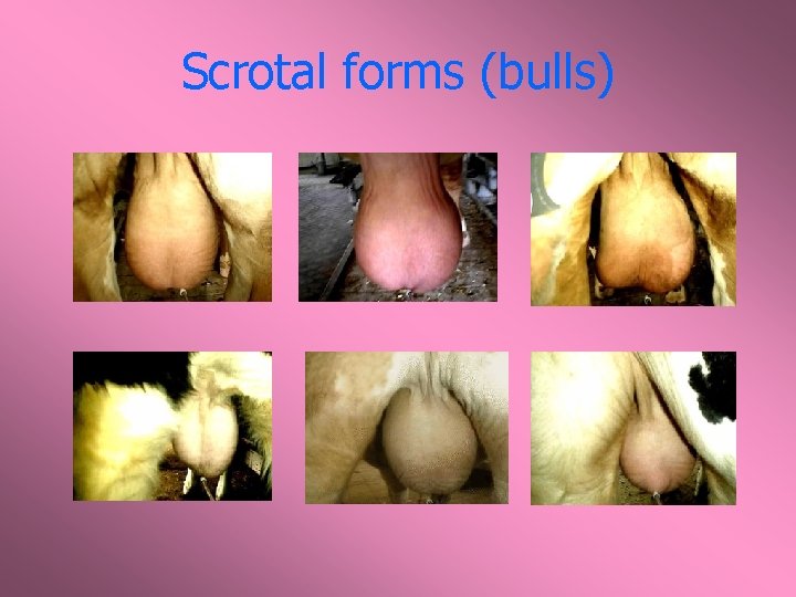 Scrotal forms (bulls) 