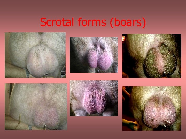 Scrotal forms (boars) 