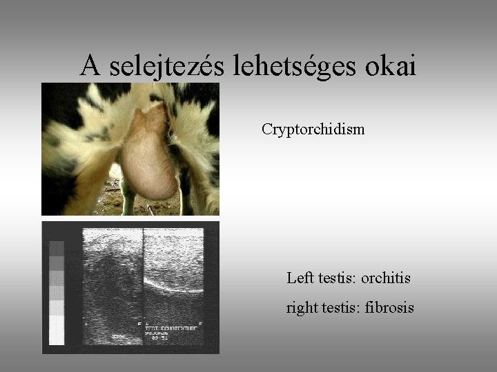 A selejtezés lehetséges okai Cryptorchidism Left testis: orchitis right testis: fibrosis 