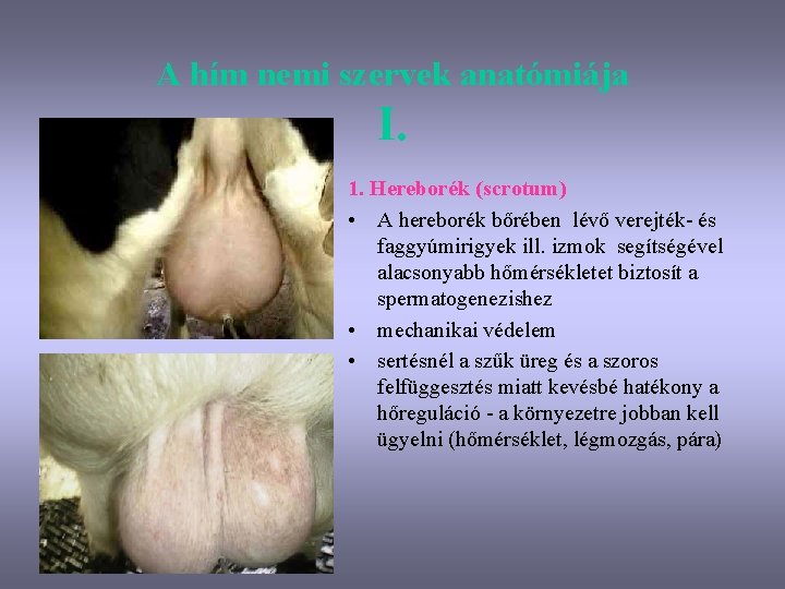 A hím nemi szervek anatómiája I. 1. Hereborék (scrotum) • A hereborék bőrében lévő