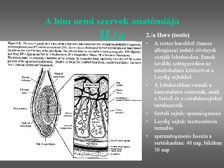 A hím nemi szervek anatómiája II. /a 2. /a Here (testis) • • •