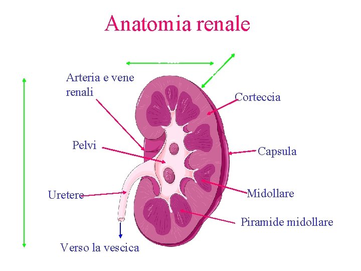Anatomia renale 6 cm Arteria e vene renali 11 cm Pelvi Uretere 3 cm