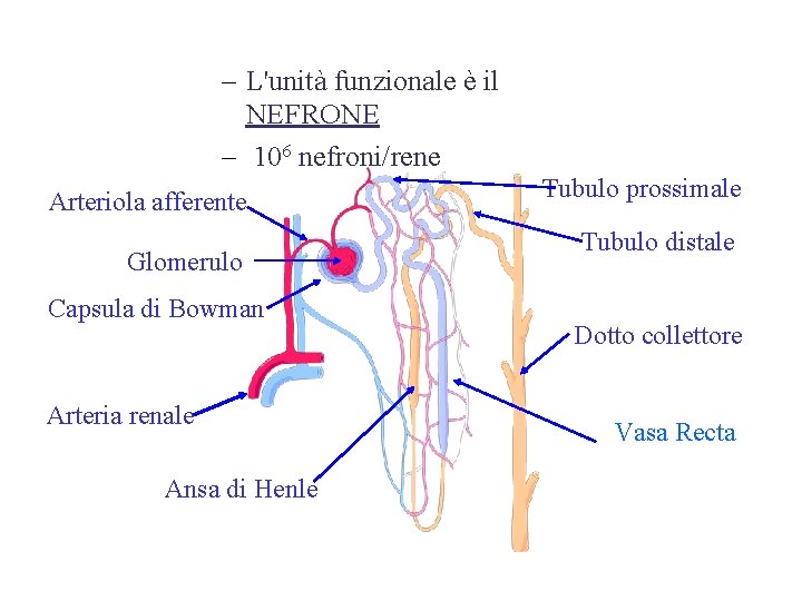 – L'unità funzionale è il NEFRONE – 106 nefroni/rene Arteriola afferente Glomerulo Capsula di