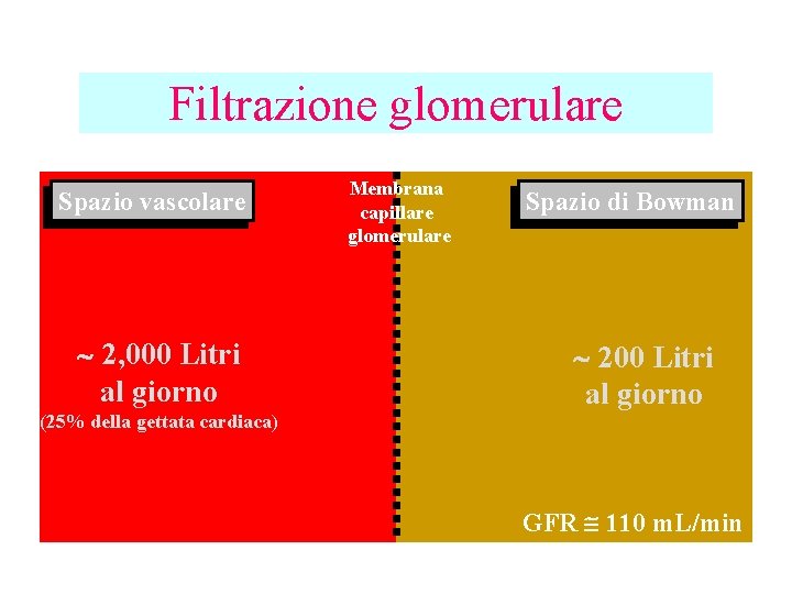 Filtrazione glomerulare Spazio vascolare 2, 000 Litri al giorno (25% della gettata cardiaca) Membrana