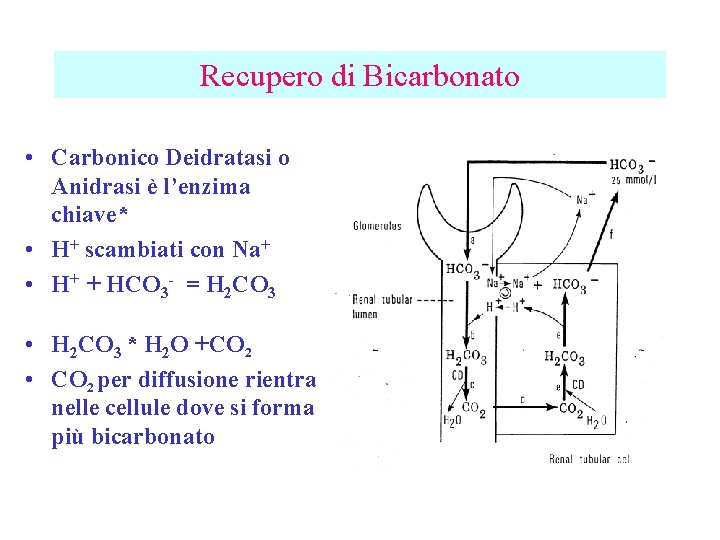 Recupero di Bicarbonato • Carbonico Deidratasi o Anidrasi è l’enzima chiave* • H+ scambiati