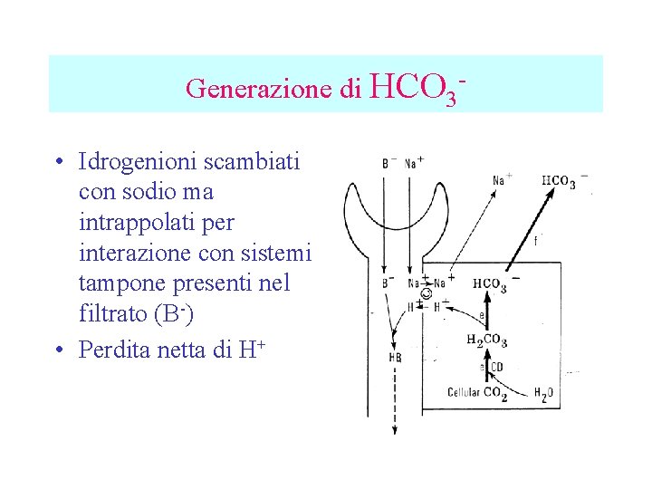 Generazione di HCO 3 - • Idrogenioni scambiati con sodio ma intrappolati per interazione