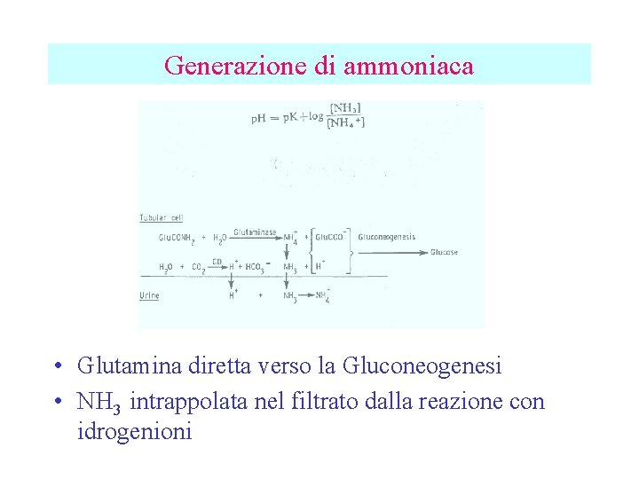 Generazione di ammoniaca • Glutamina diretta verso la Gluconeogenesi • NH 3 intrappolata nel