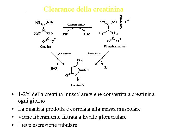 Clearance della creatinina • 1 -2% della creatina muscolare viene convertita a creatinina ogni