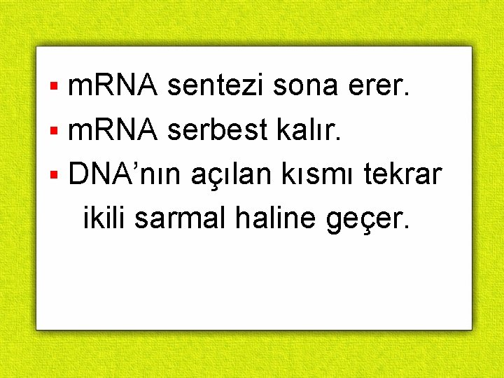 § m. RNA sentezi sona erer. § m. RNA serbest kalır. § DNA’nın açılan