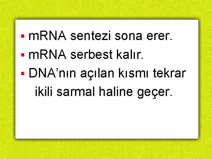 § m. RNA sentezi sona erer. § m. RNA serbest kalır. § DNA’nın açılan § m. RNA sentezi sona erer. § m. RNA serbest kalır. § DNA’nın açılan