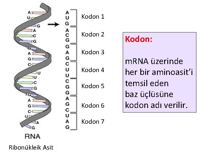 Kodon 1 Kodon 2 Kodon 3 Kodon 4 Kodon 5 Kodon 6 Kodon 7