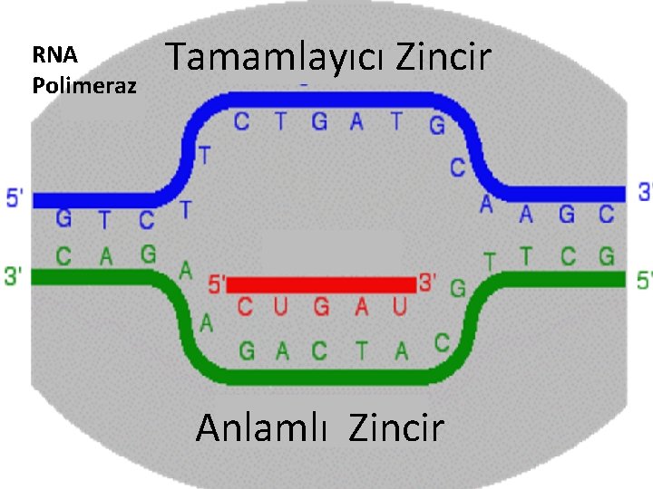 RNA Polimeraz Tamamlayıcı Zincir Anlamlı Zincir RNA Polimeraz Tamamlayıcı Zincir Anlamlı Zincir