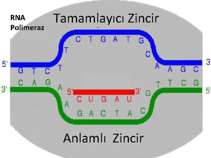 RNA Polimeraz Tamamlayıcı Zincir Anlamlı Zincir 